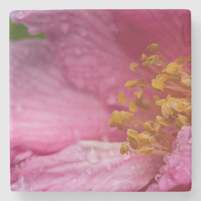 Rosa Camellia Flower Stamens Stenunderlägg (Framsidan)