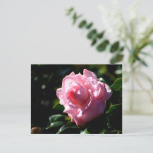 Rosa Camellia Flower Vykort