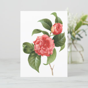 Rosa Camellia Flowers by Redoute Investigation