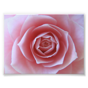 Rosa Camellia Fototryck