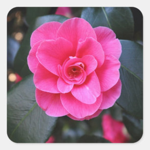 Rosa Camellia Fyrkantigt Klistermärke