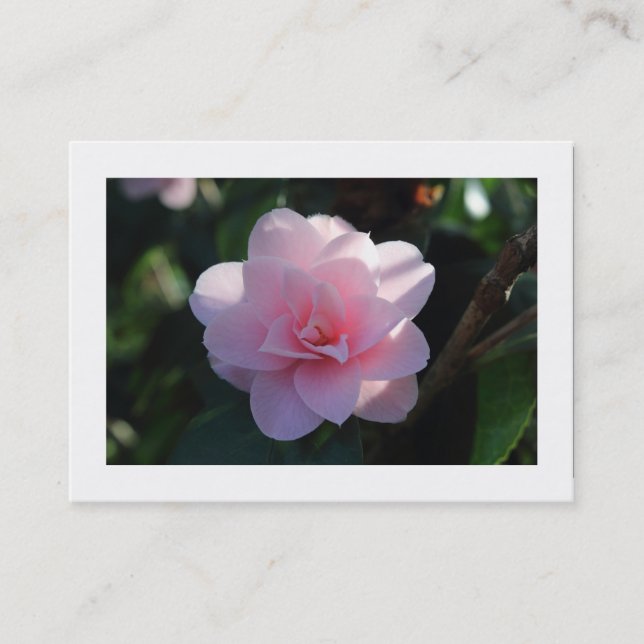 Rosa Camellia (gränsregioner) Visitkort (Framsida)