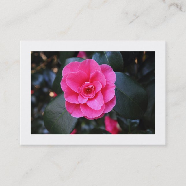Rosa Camellia (gränsregioner) Visitkort (Framsida)