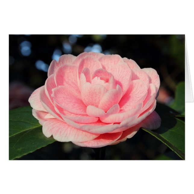 Rosa Camellia Hälsningskort (Framsidan Horizontal)