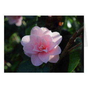 Rosa Camellia Hälsningskort