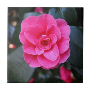 Rosa Camellia Kakelplatta