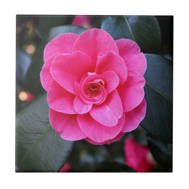 Rosa Camellia Kakelplatta (Framsidan)