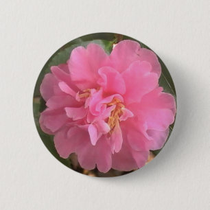 Rosa Camellia Knapp