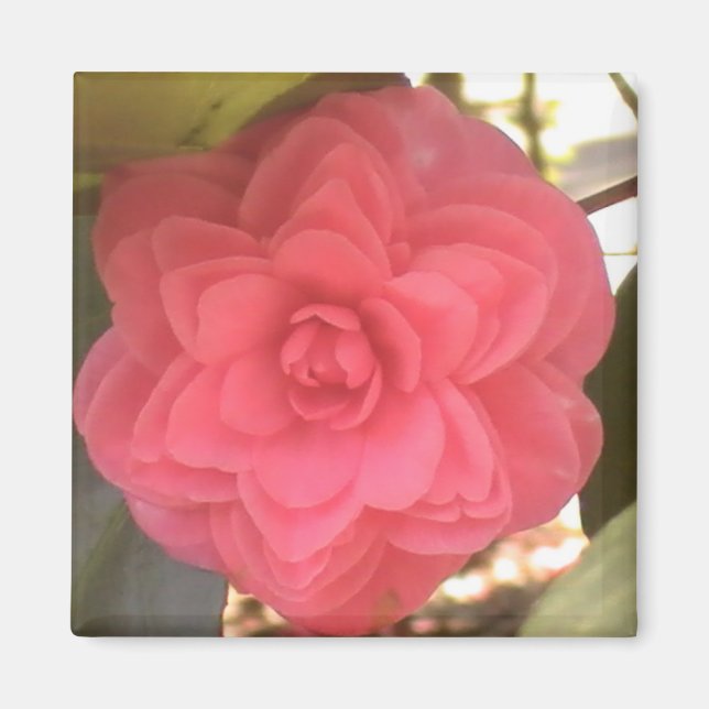 Rosa Camellia Magnet (Framsidan)