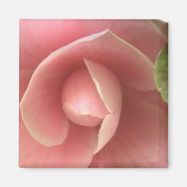 Rosa Camellia Magnet (Framsidan)