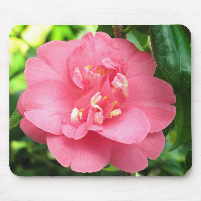 Rosa Camellia Mousepad Musmatta (Framsidan)