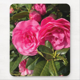 Rosa Camellia Musmatta