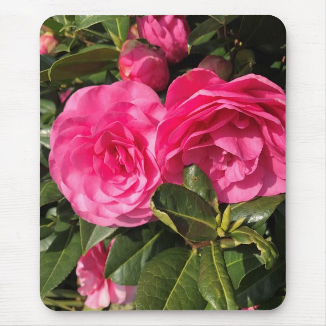 Rosa Camellia Musmatta (Framsidan)