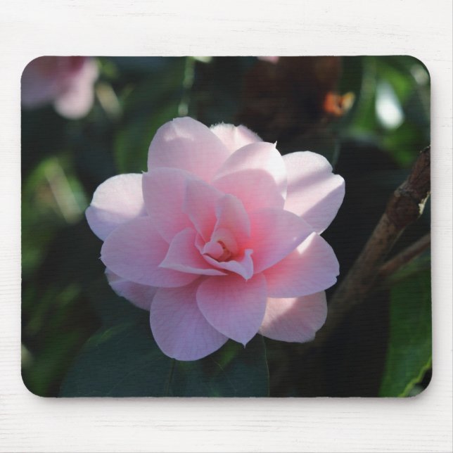Rosa Camellia Musmatta (Framsidan)