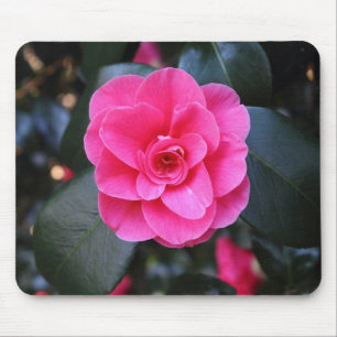 Rosa Camellia Musmatta
