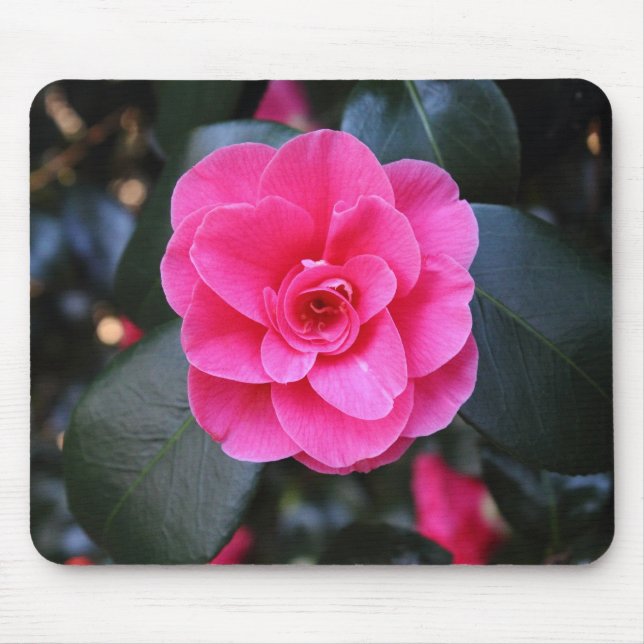 Rosa Camellia Musmatta (Framsidan)