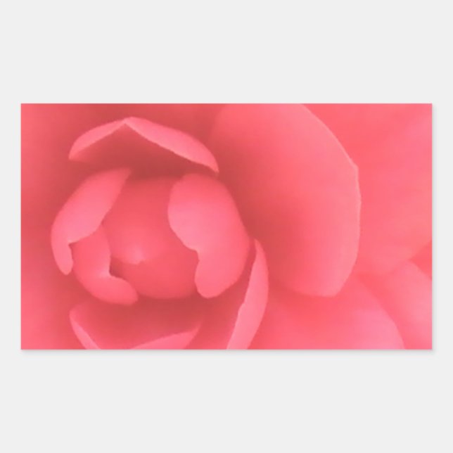 Rosa Camellia Rektangulärt Klistermärke (Framsida)