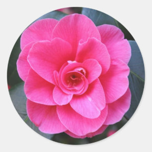 Rosa Camellia Runt Klistermärke