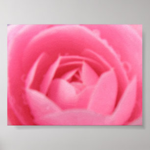 Rosa Camellia Skriv ut Poster