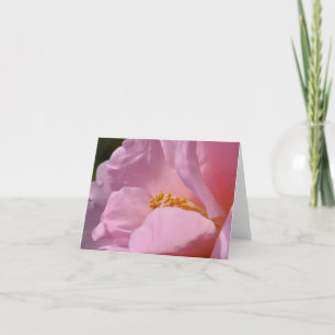 Rosa Camellia - tillfogat tackkort