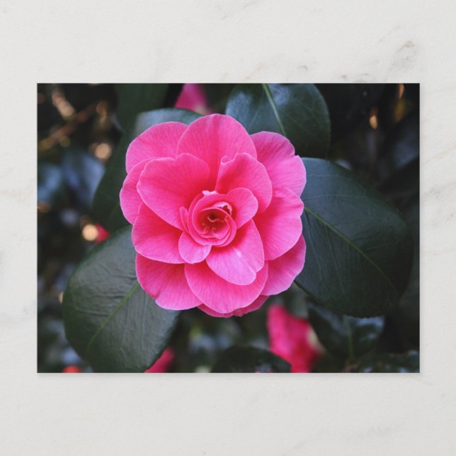 Rosa Camellia Vykort (Framsida)