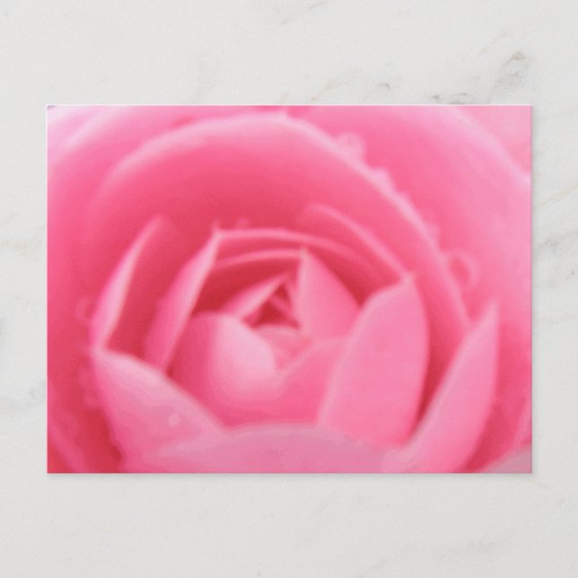 Rosa Camellia vykort (Framsida)