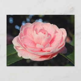Rosa Camellia Vykort