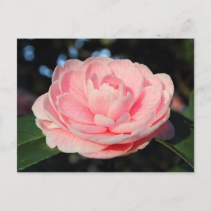 Rosa Camellia Vykort