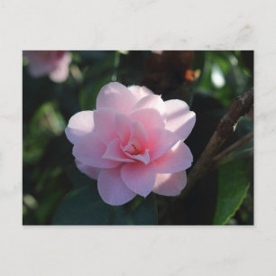 Rosa Camellia Vykort