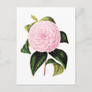 Rosa Camellia Vykort