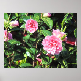 Rosa Camellias Digital Painting Wall Art Poster