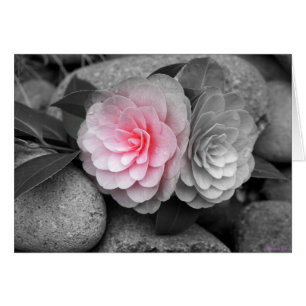 Rosa Camellias Photographic Greeting Card Hälsningskort