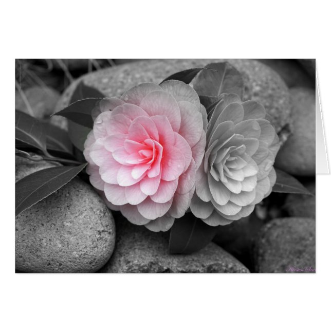 Rosa Camellias Photographic Greeting Card Hälsningskort (Framsidan Horizontal)
