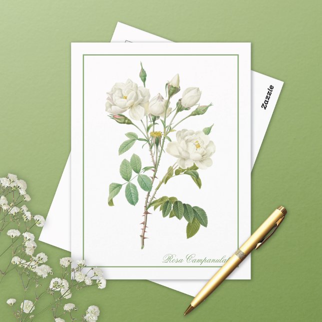 Rosa Campanulata Illustration Redoute Postcard Vykort (Skapare uppladdad)