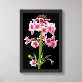Rosa Candelabra Primula Blommig Poster