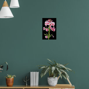 Rosa Candelabra Primula på svart blommönster Poster