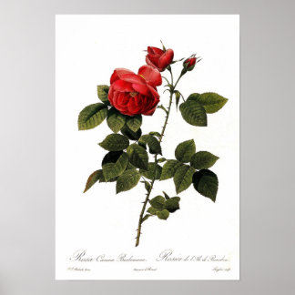 Rosa canina bourboniana poster