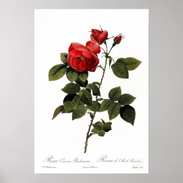 Rosa canina bourboniana poster (Framsidan)