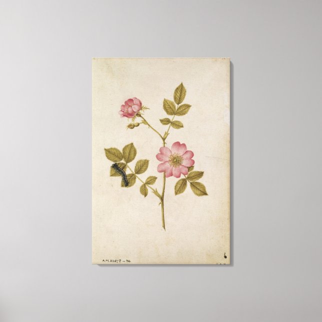 Rosa Canina - Dogrose and Caterpal (penna och blye Canvastryck (Framsida)