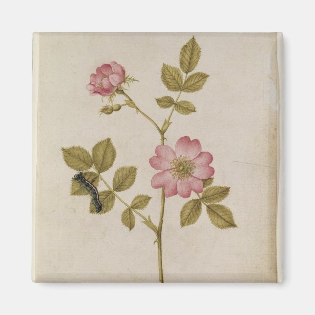 Rosa Canina - Dogrose and Caterpal (penna och blye Magnet (Framsidan)