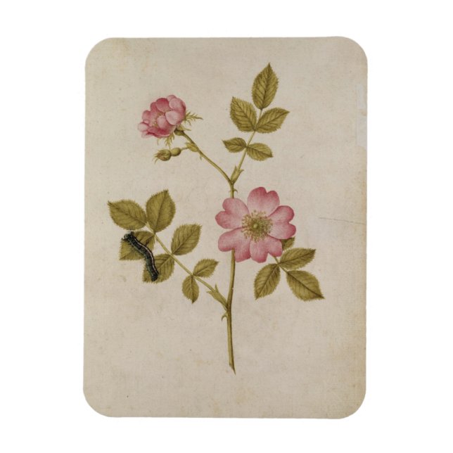 Rosa Canina - Dogrose and Caterpal (penna och blye Magnet (Vertikal)