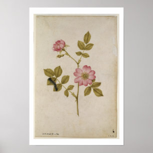Rosa Canina - Dogrose and Caterpal (penna och blye Poster