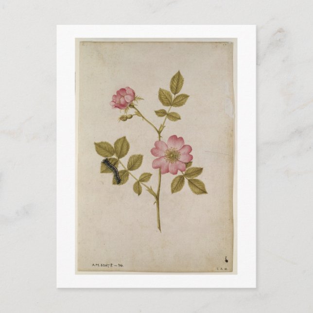 Rosa Canina - Dogrose and Caterpal (penna och blye Vykort (Framsida)