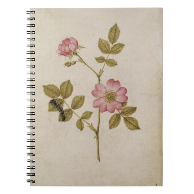 Rosa Canina - Dogrose och Caterpillar (rita & med Anteckningsbok (Framsidan)