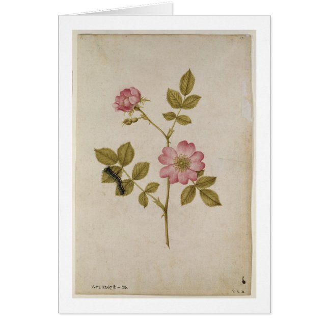Rosa Canina - Dogrose och Caterpillar (rita & med Hälsningskort (Framsidan)