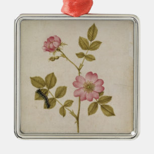 Rosa Canina - Dogrose och Caterpillar (rita & med Julgransprydnad Metall