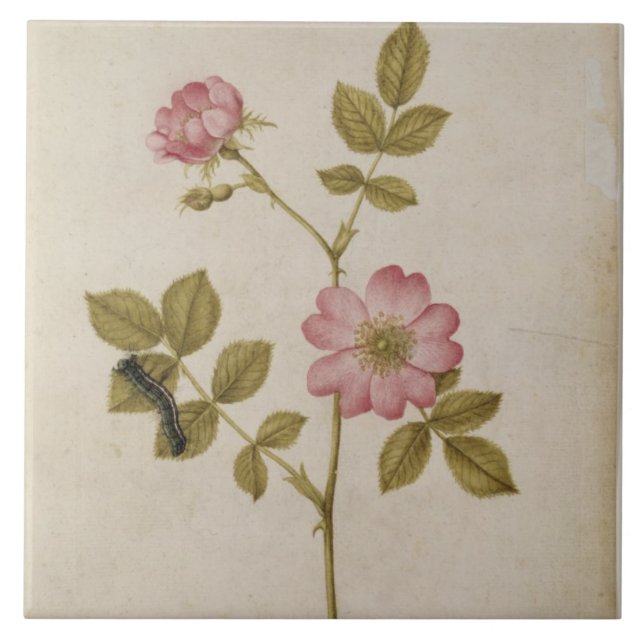 Rosa Canina - Dogrose och Caterpillar (rita & med Kakelplatta (Framsidan)
