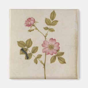 Rosa Canina - Dogrose och Caterpillar (rita & med Magnet