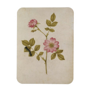 Rosa Canina - Dogrose och Caterpillar (rita & med Magnet