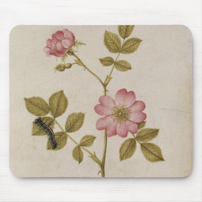 Rosa Canina - Dogrose och Caterpillar (rita & med Musmatta (Framsidan)